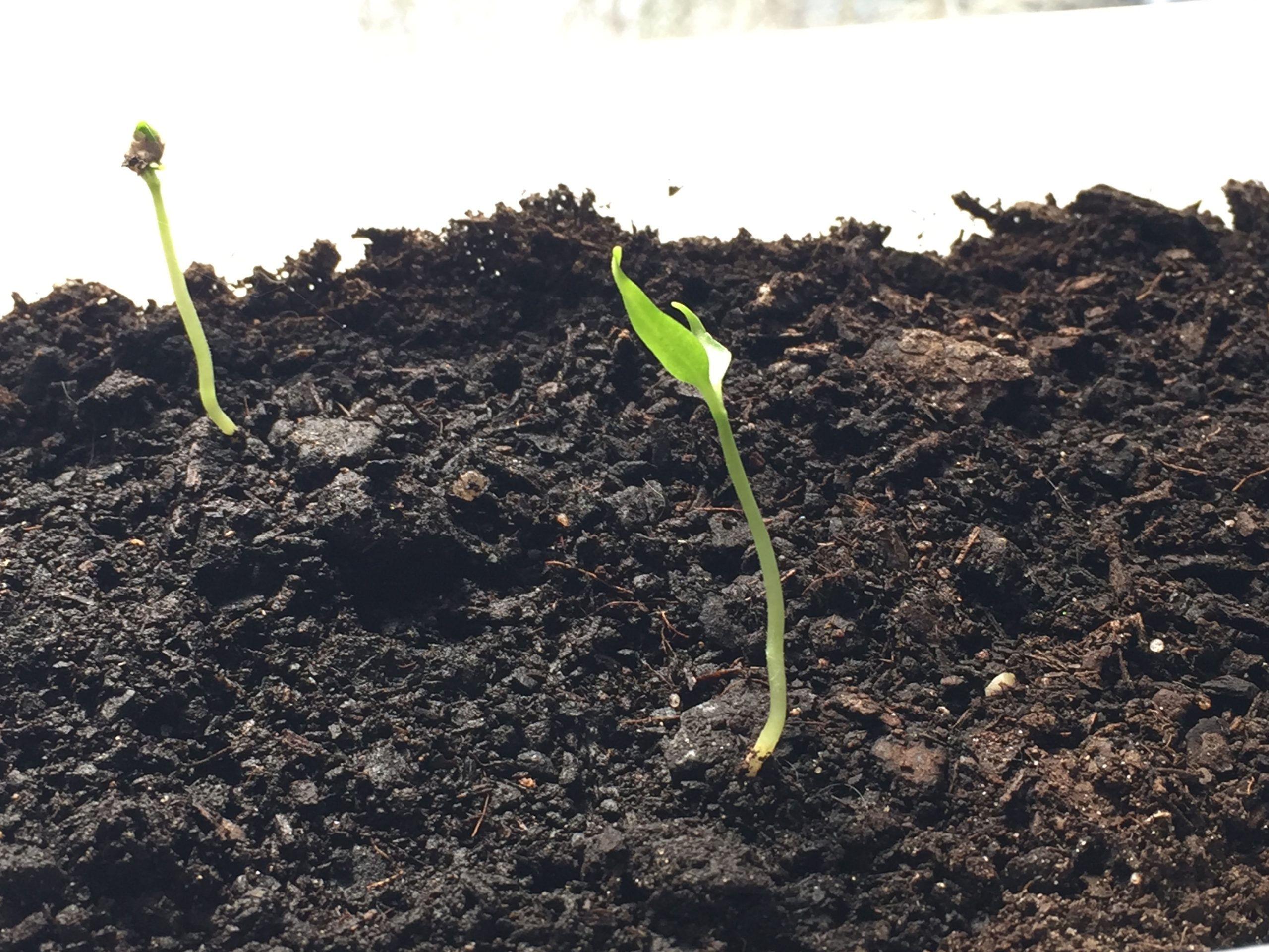 Plant sprouting from soil